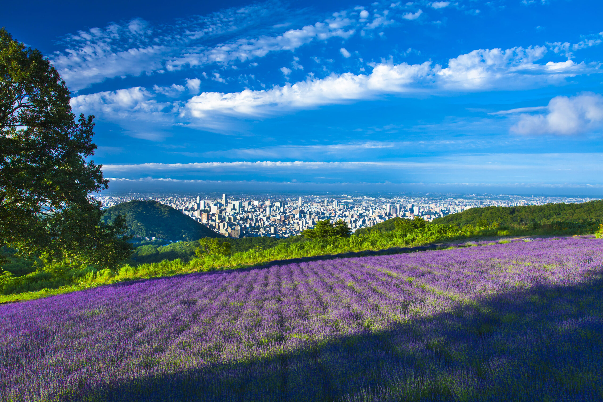 幌見峠ラベンダー園の満開のラベンダー畑越しに札幌の街並みを一望する夏の景色