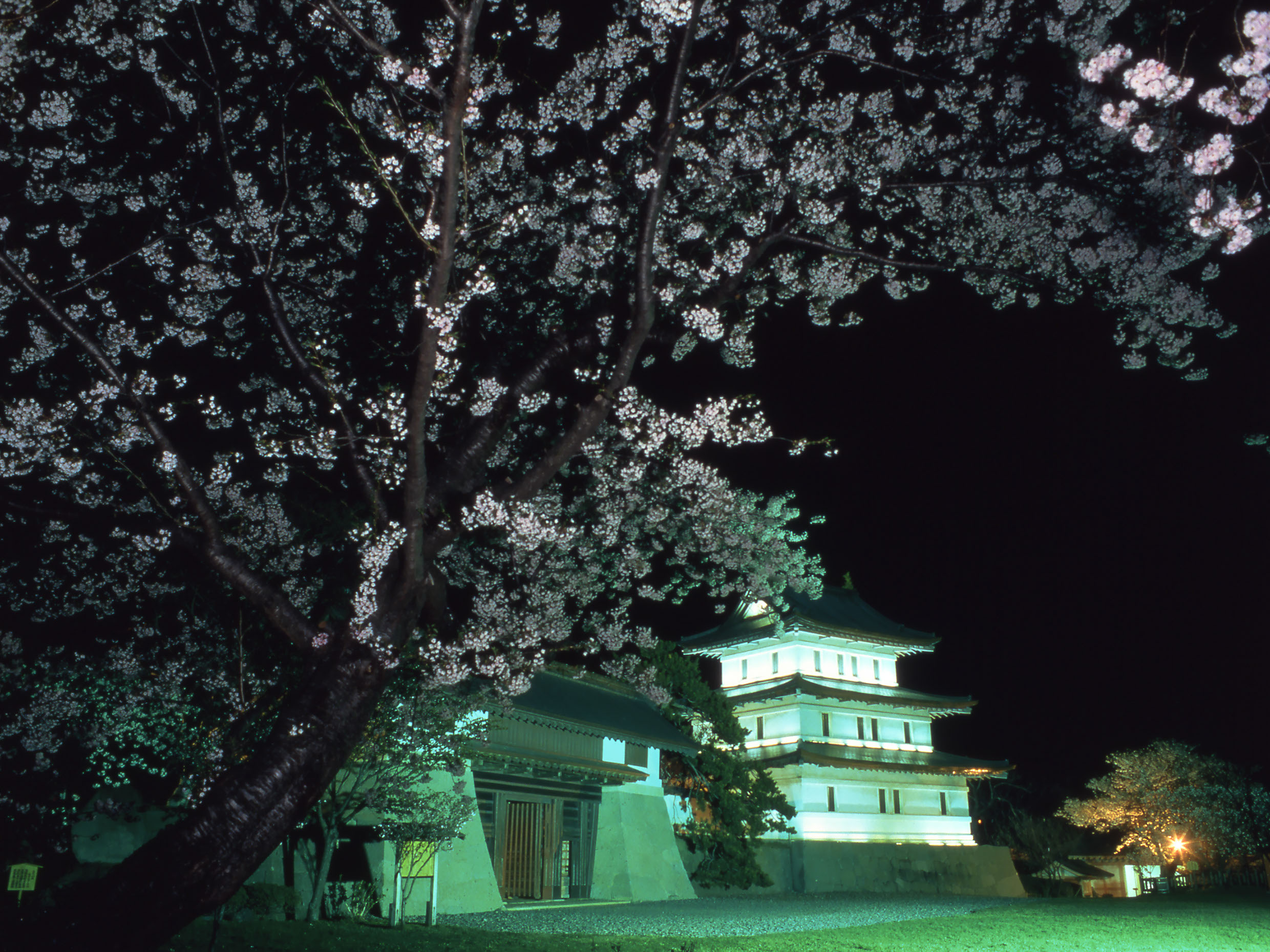 春の北海道旅行におすすめの松前城と満開の桜がライトアップされた夜景